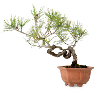 Pinus densiflora, 29 cm, ± 20 años de edad