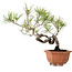 Pinus densiflora, 29 cm, ± 20 ans, avec un nebari de 3 cm