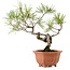 Pinus densiflora, 29 cm, ± 20 ans, avec un nebari de 3 cm