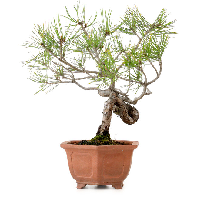 Pinus densiflora, 29 cm, ± 20 años de edad, con un nebari de 3 cm