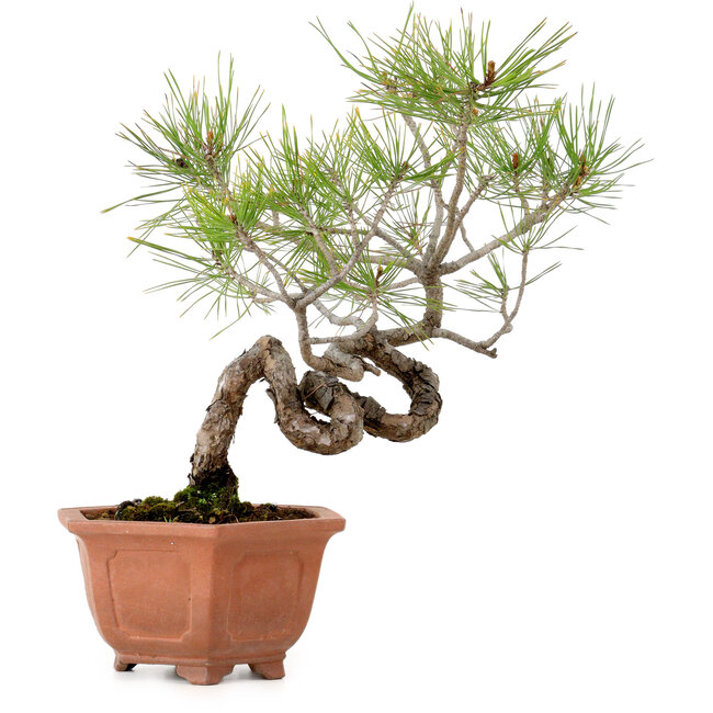 Pinus densiflora, 29 cm, ± 20 años de edad, con un nebari de 3 cm