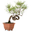 Pinus densiflora, 29 cm, ± 20 años de edad, con un nebari de 3 cm