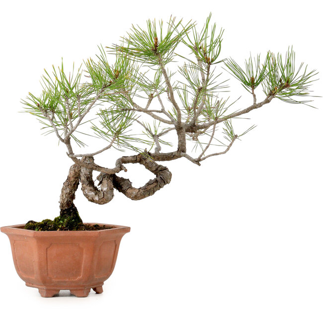 Pinus densiflora, 29 cm, ± 20 años de edad, con un nebari de 3 cm