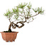 Pinus densiflora, 29 cm, ± 20 años de edad, con un nebari de 3 cm