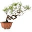 Pinus densiflora, 29 cm, ± 20 ans, avec un nebari de 3 cm
