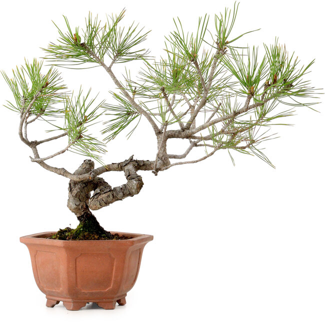 Pinus densiflora, 29 cm, ± 20 jaar oud, met een nebari van 3 cm