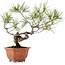 Pinus densiflora, 29 cm, ± 20 años de edad, con un nebari de 3 cm