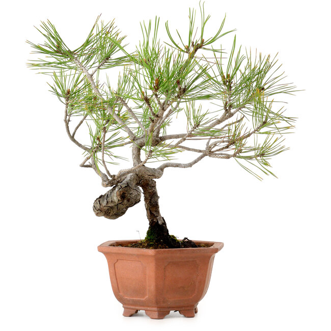 Pinus densiflora, 29 cm, ± 20 jaar oud, met een nebari van 3 cm