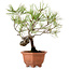 Pinus densiflora, 29 cm, ± 20 años de edad, con un nebari de 3 cm