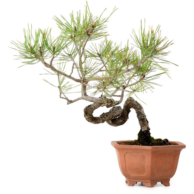 Pinus densiflora, 29 cm, ± 20 años de edad, con un nebari de 3 cm