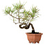 Pinus densiflora, 29 cm, ± 20 años de edad, con un nebari de 3 cm