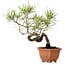Pinus densiflora, 29 cm, ± 20 ans, avec un nebari de 3 cm