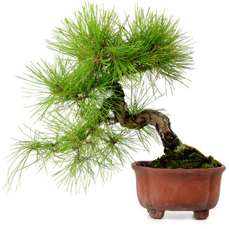 Pinus densiflora, 24 cm, ± 20 años de edad