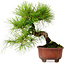 Pinus densiflora, 24 cm, ± 20 years old, with a nebari of 4 cm