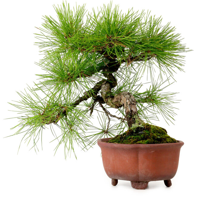 Pinus densiflora, 24 cm, ± 20 años de edad, con un nebari de 4 cm