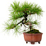 Pinus densiflora, 24 cm, ± 20 años de edad, con un nebari de 4 cm