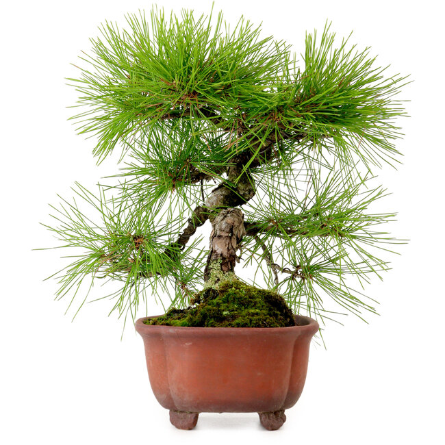 Pinus densiflora, 24 cm, ± 20 years old, with a nebari of 4 cm