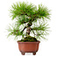 Pinus densiflora, 24 cm, ± 20 years old, with a nebari of 4 cm