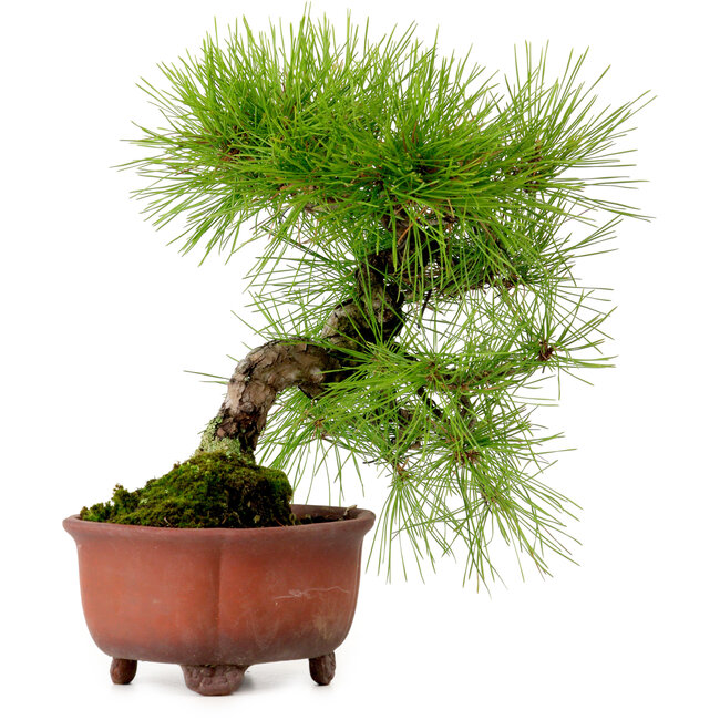 Pinus densiflora, 24 cm, ± 20 jaar oud, met een nebari van 4 cm