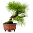 Pinus densiflora, 24 cm, ± 20 years old, with a nebari of 4 cm