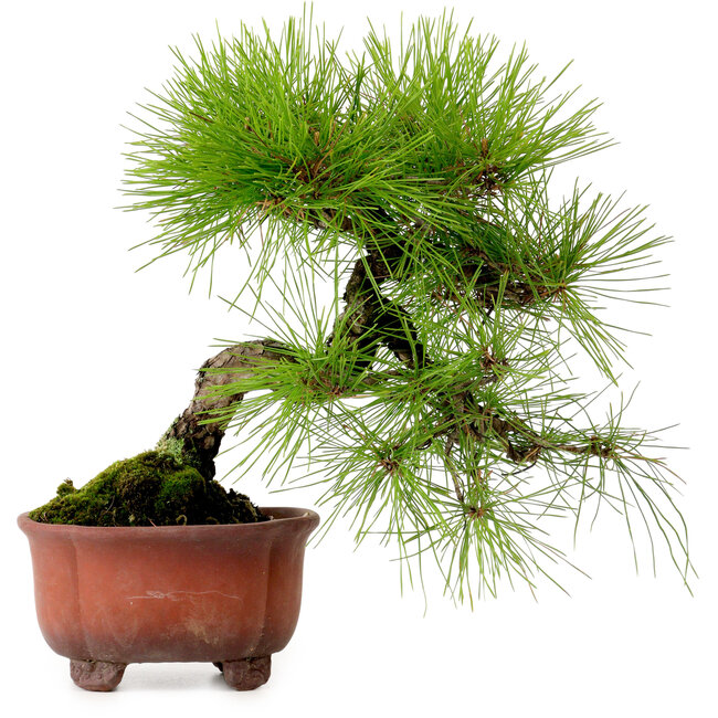 Pinus densiflora, 24 cm, ± 20 años de edad, con un nebari de 4 cm