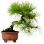 Pinus densiflora, 24 cm, ± 20 jaar oud, met een nebari van 4 cm