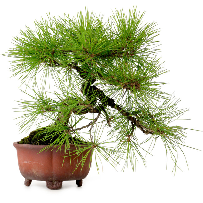 Pinus densiflora, 24 cm, ± 20 jaar oud, met een nebari van 4 cm