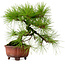 Pinus densiflora, 24 cm, ± 20 jaar oud, met een nebari van 4 cm
