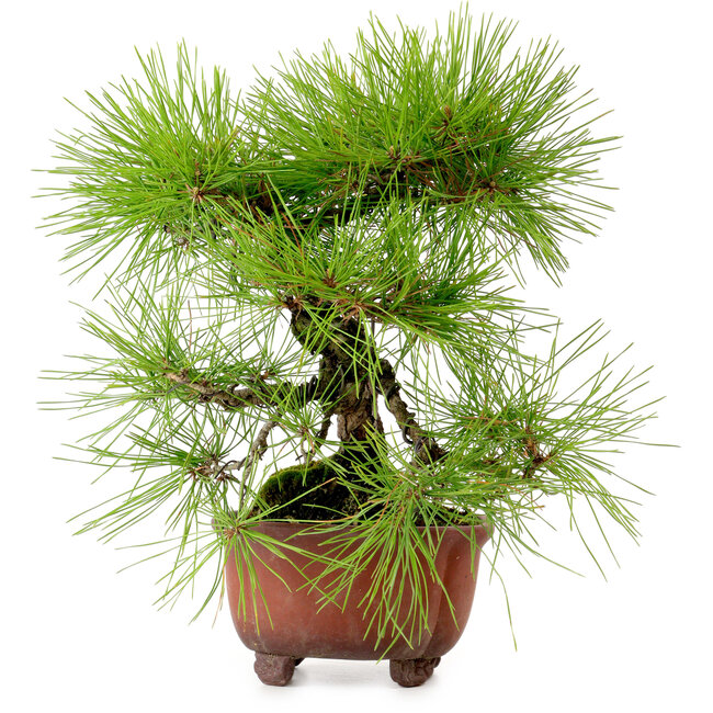 Pinus densiflora, 24 cm, ± 20 años de edad, con un nebari de 4 cm