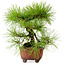 Pinus densiflora, 24 cm, ± 20 jaar oud, met een nebari van 4 cm