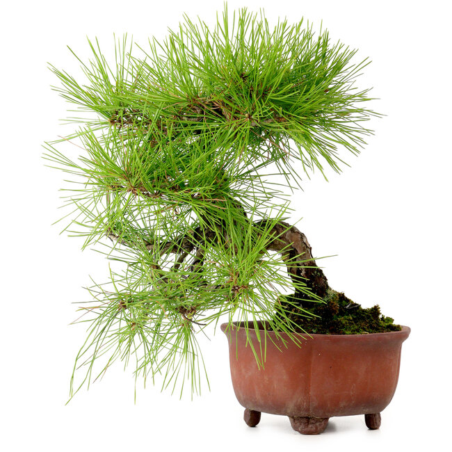 Pinus densiflora, 24 cm, ± 20 años de edad, con un nebari de 4 cm
