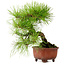 Pinus densiflora, 24 cm, ± 20 años de edad, con un nebari de 4 cm