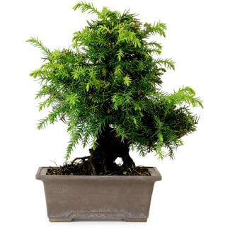 Cryptomeria japonica, 21 cm, ± 15 años de edad