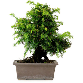 Cryptomeria japonica, 21 cm, ± 15 ans
