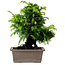 Cryptomeria japonica, 21 cm, ± 15 years old, with a nebari of 4 cm