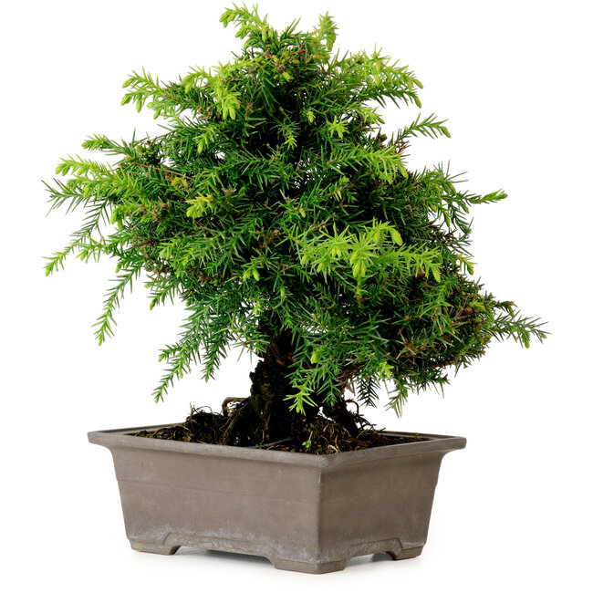 Cryptomeria japonica, 21 cm, ± 15 años de edad, con un nebari de 4 cm.