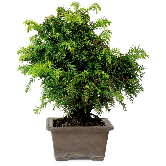 Cryptomeria japonica, 21 cm, ± 15 años de edad, con un nebari de 4 cm.