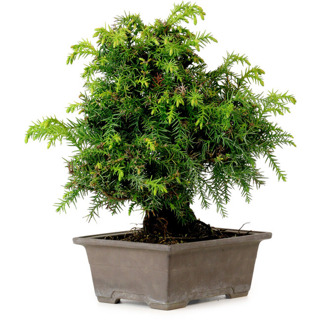 Cryptomeria japonica, 21 cm, ± 15 años de edad, con un nebari de 4 cm.