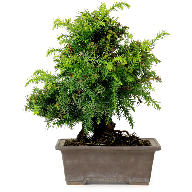 Cryptomeria japonica, 21 cm, ± 15 años de edad, con un nebari de 4 cm.