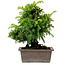 Cryptomeria japonica, 21 cm, ± 15 ans, avec un nebari de 4 cm