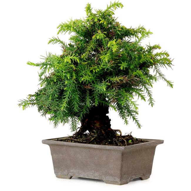 Cryptomeria japonica, 21 cm, ± 15 años de edad, con un nebari de 4 cm.