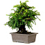 Cryptomeria japonica, 21 cm, ± 15 anni, con nebari di 4 cm