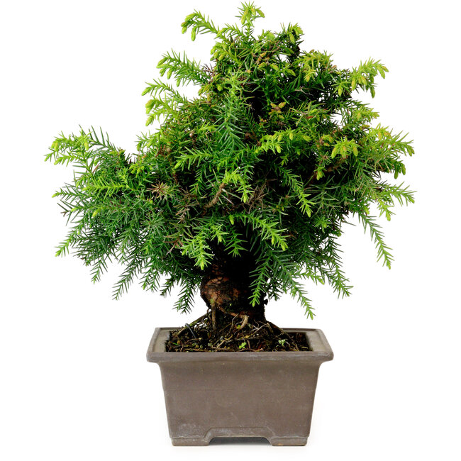 Cryptomeria japonica, 21 cm, ± 15 años de edad, con un nebari de 4 cm.