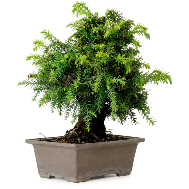 Cryptomeria japonica, 21 cm, ± 15 años de edad, con un nebari de 4 cm.