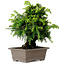 Cryptomeria japonica, 21 cm, ± 15 anni, con nebari di 4 cm