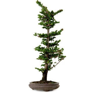 Chamaecyparis obtusa Sekka Hinoki, 53 cm, ± 20 años