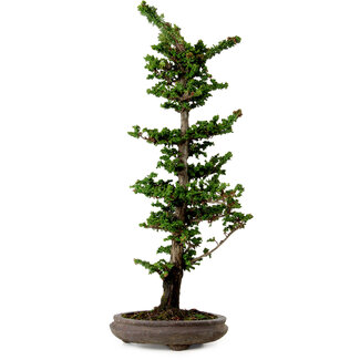 Chamaecyparis obtusa Sekka Hinoki, 53 cm, ± 20 jaar oud