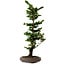 Chamaecyparis obtusa Sekka Hinoki, 53 cm, ± 20 años
