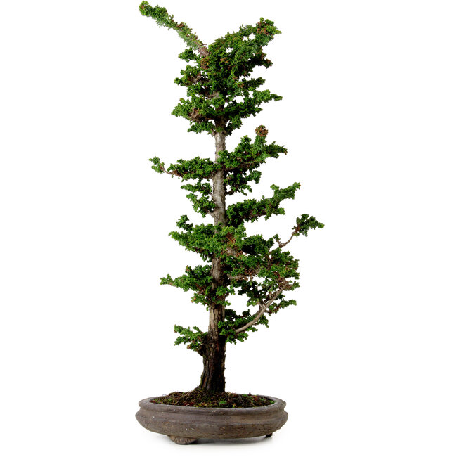 Chamaecyparis obtusa Sekka Hinoki, 53 cm, ± 20 Jahre alt
