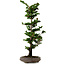 Chamaecyparis obtusa Sekka Hinoki, 53 cm, ± 20 anni